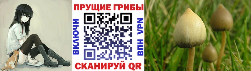 Псилоцибиновые грибы ЛСД  Сельцо 